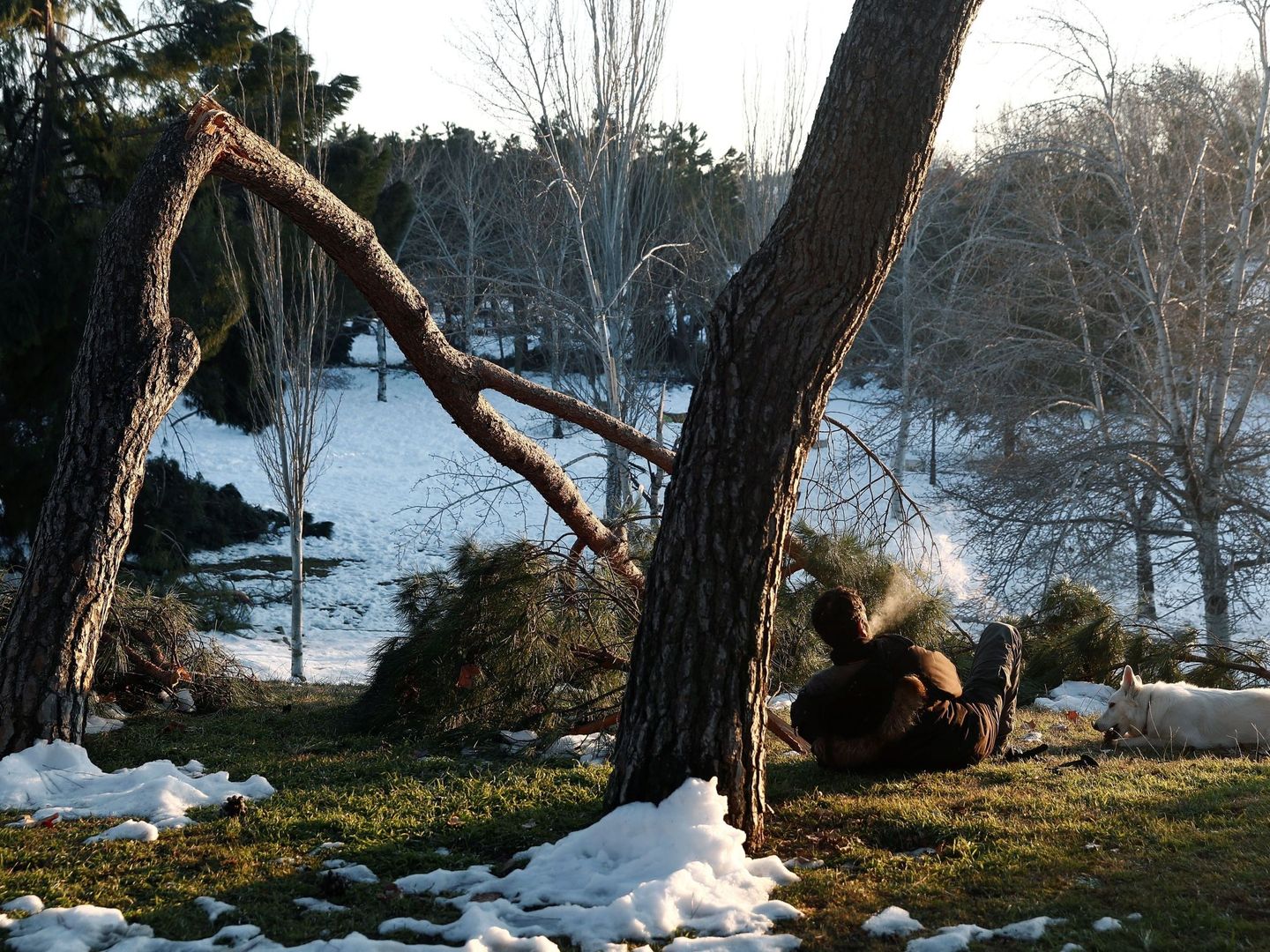 Filomena ha dañado cerca de un millón de árboles en Madrid. (EFE)