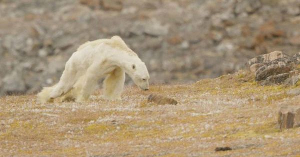 Foto: El vídeo muestra un oso polar en Canadá moribundo y hambriento (Paul Nicken)
