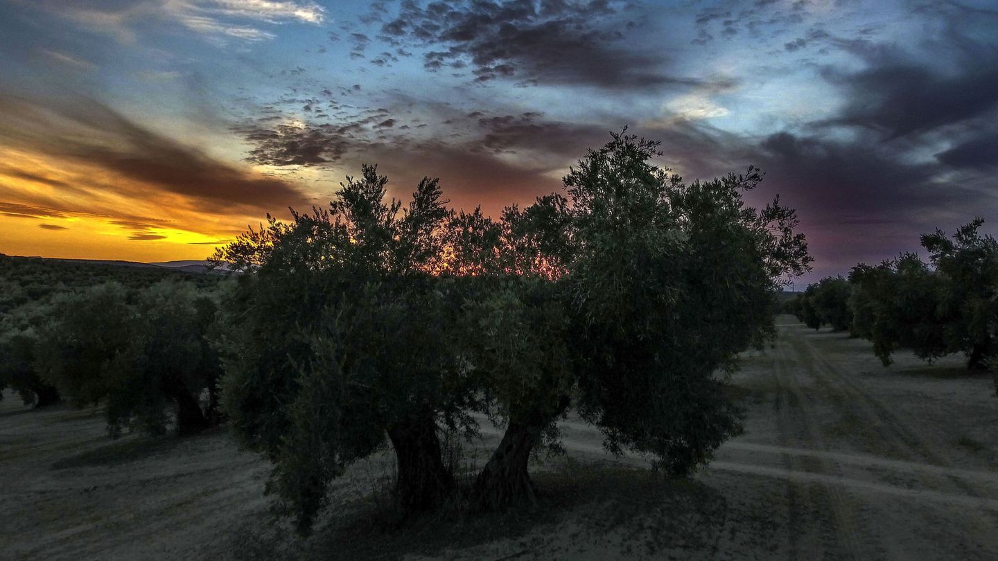 El olivar, típicamente de secano, es puesto en riego con pozos ilegales. (EFE)