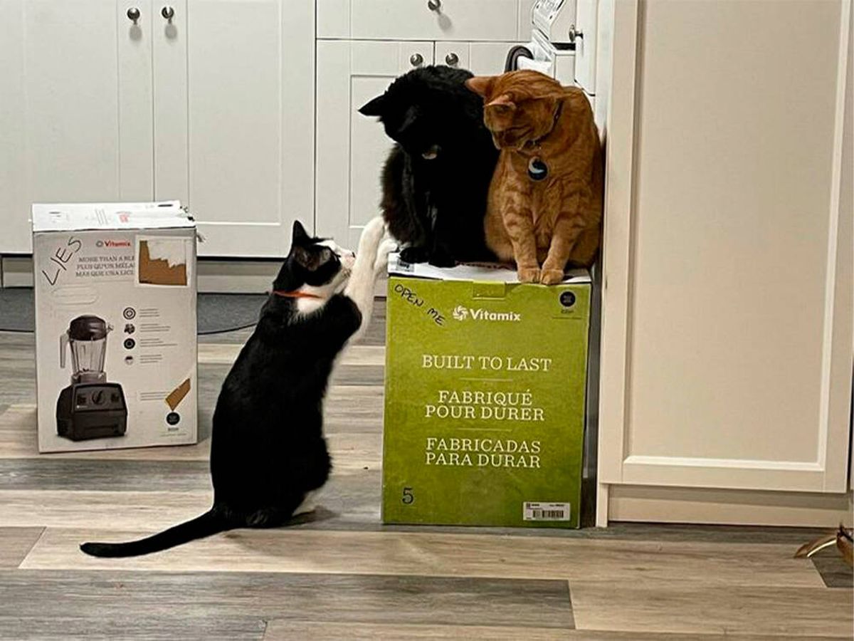 Foto: Drama en la cocina: sus gatos secuestran una licuadora que compró el Black Friday (Facebook: Temperamental Chucklefuck and Friends)