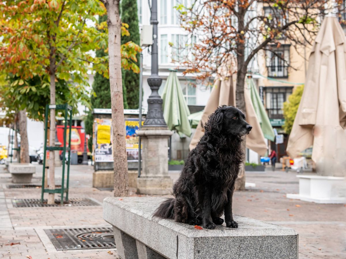 Foto: Perro negro en la Plaza Santa Ana en Madrid (Fuente: iStock)