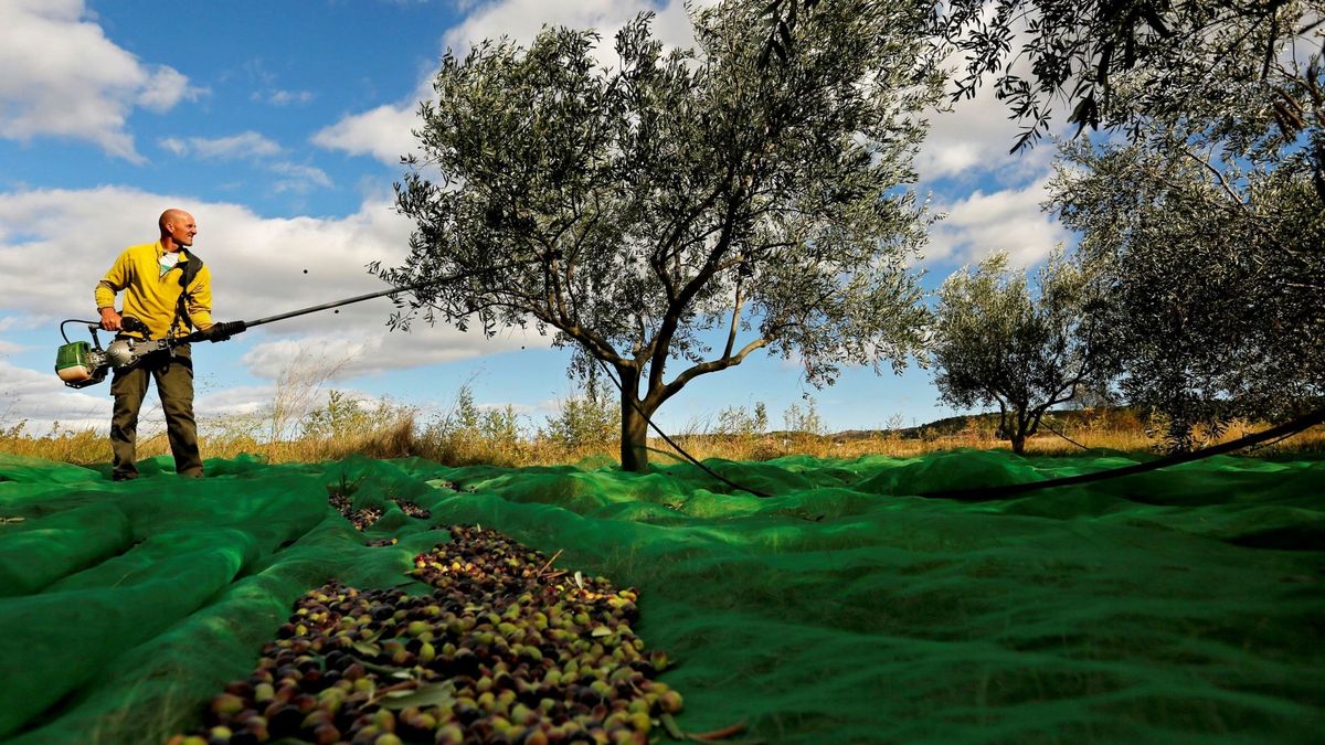 Planas: más aceite ecológico y cosechar antes de cara a la previsible megacampaña