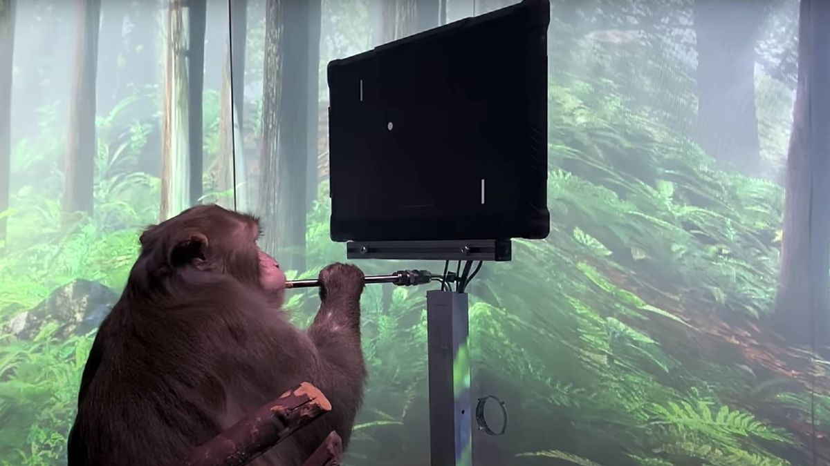 Elon Musk consigue que un macaco maneje videojuegos con la mente