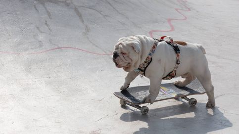 'Skaters', amantes de la moda y expertos en posar: así son los perros 'influencers'