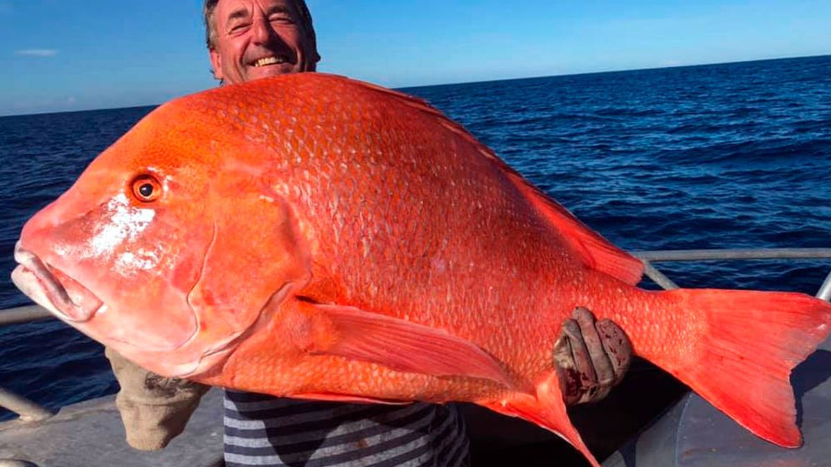 Pesca un emperador rojo de 22 kilos y lo dona a la ciencia para que lo estudien