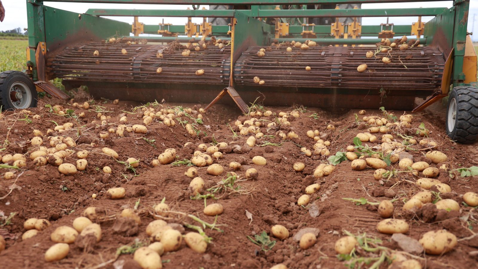 Patatas más pequeñas y escasas por el cambio climático: la tormenta perfecta fulmina un 35% de la cosecha andaluza