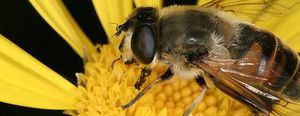 ¡Abracadabra!: Veneno de abeja para ser joven y bella