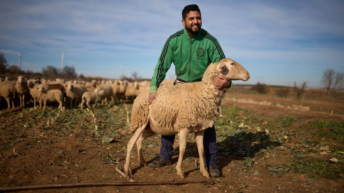 Abdul sí invierte en el campo español: cómo los migrantes están salvando al pastoreo de su final