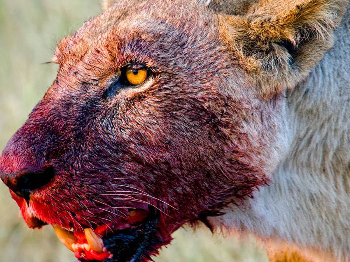 Resuelto el misterio de los leones 'devoradores de personas' de Kenia