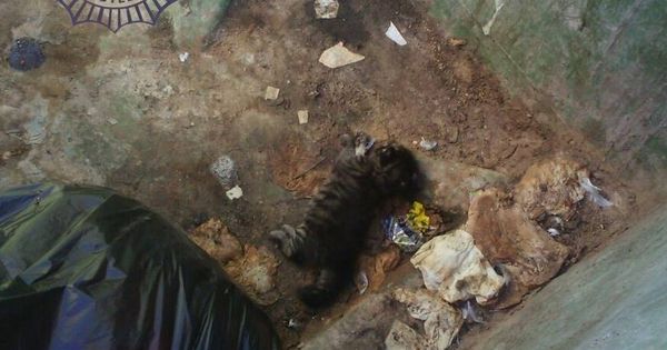 Foto: Imagen del cachorro de gato muerto (Policía Local de Castellón)