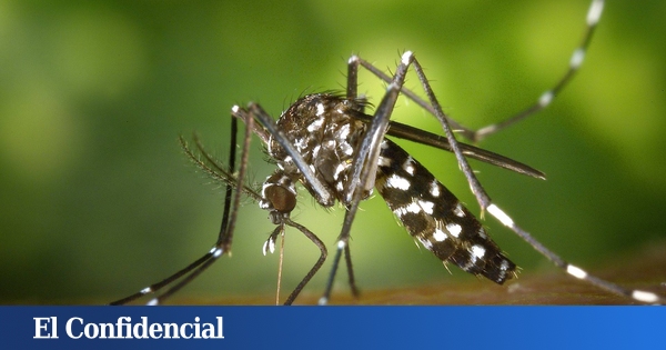 www.elconfidencial.com