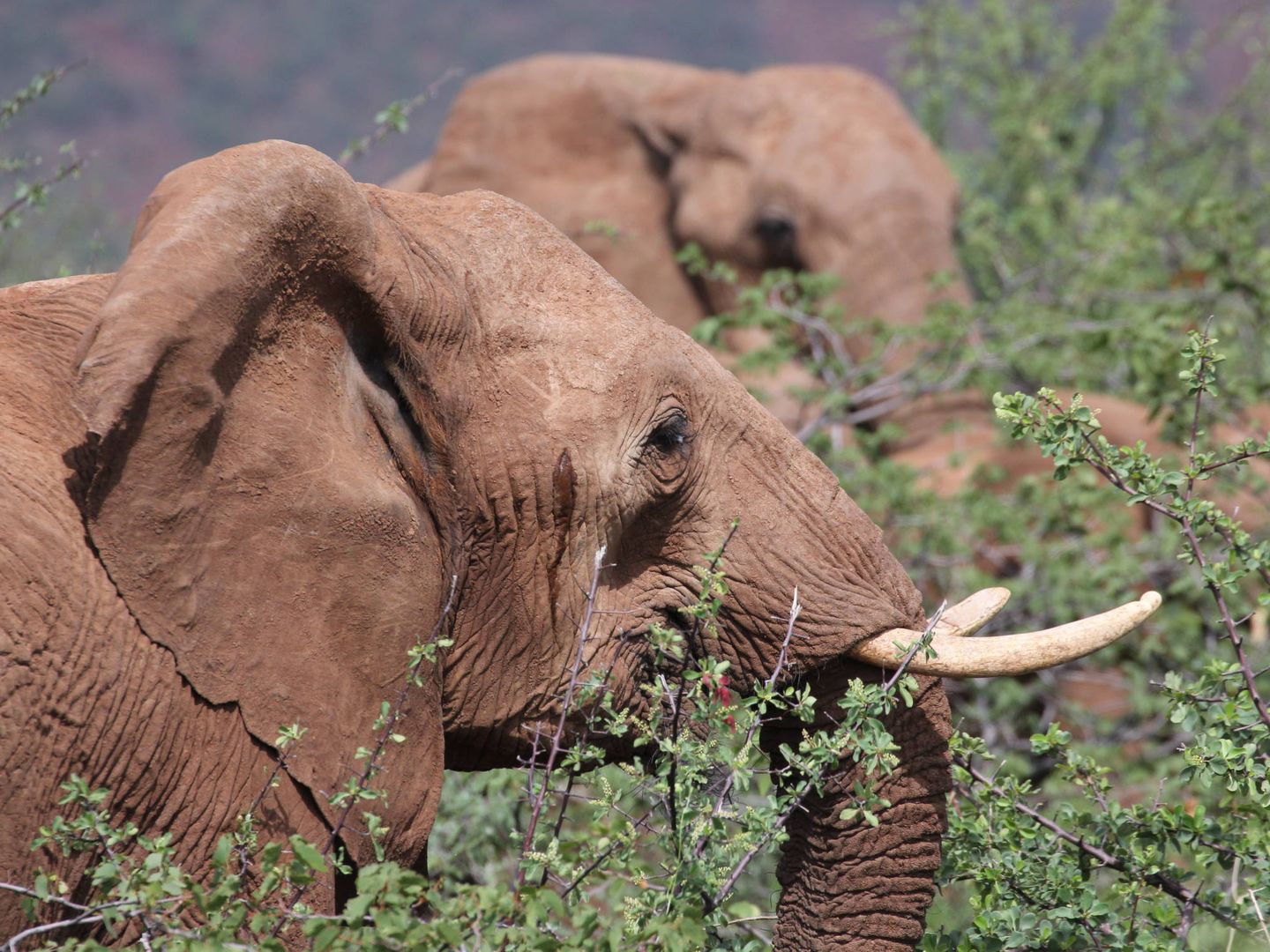 Elefantes en Namibia. (J.B.)