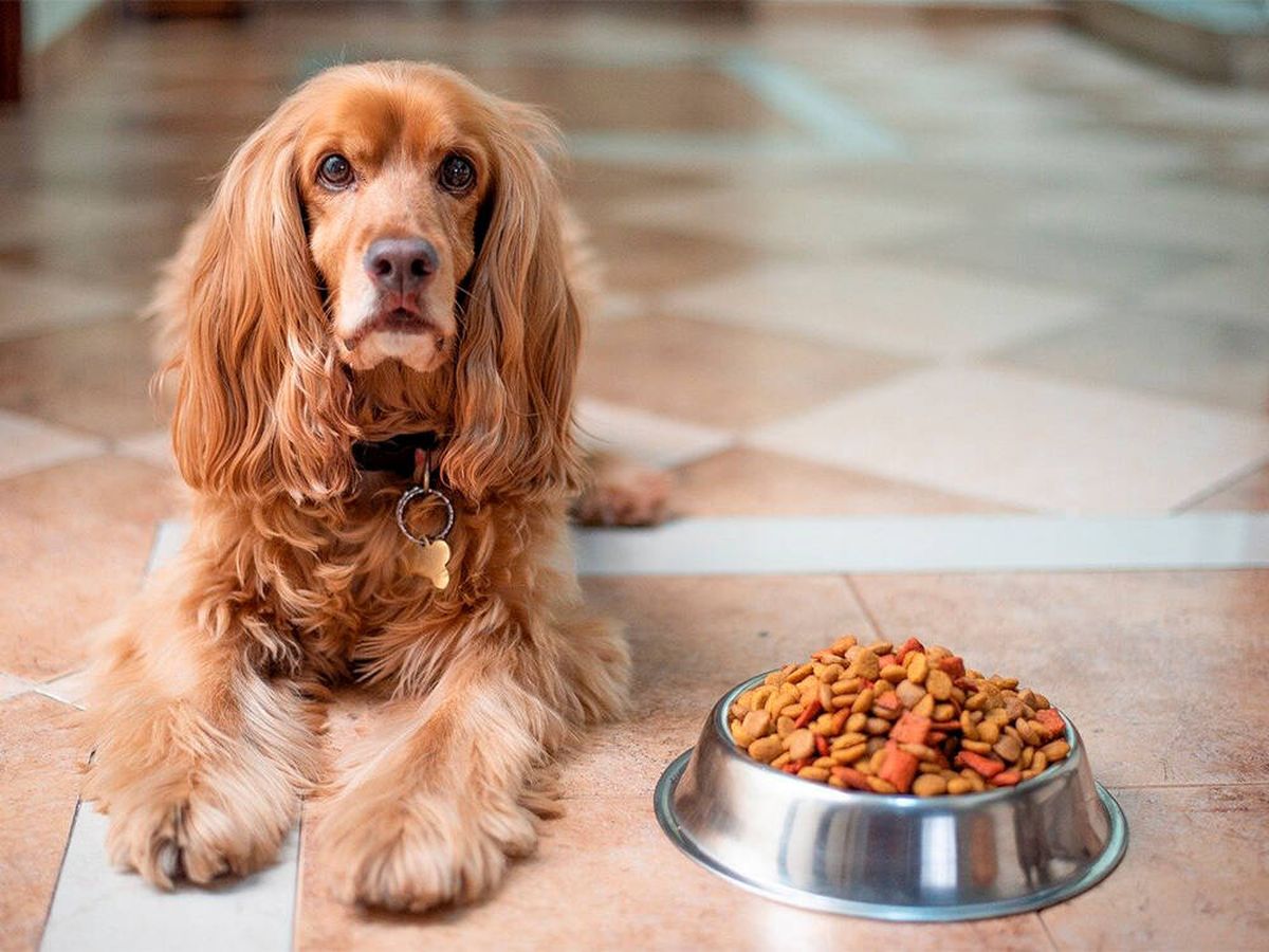 Foto: Aprende cómo ayudar a tu perro a perder peso y ponerse en forma (Pixabay)