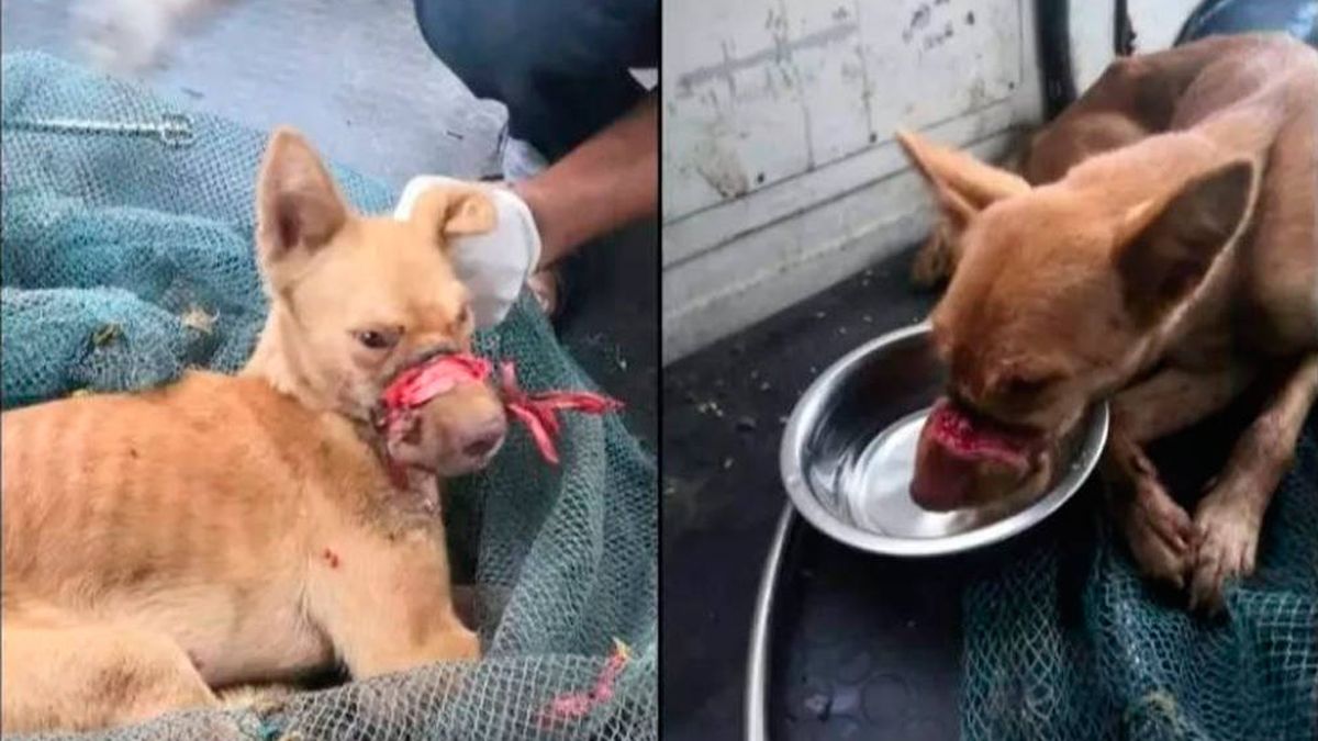 Un perro sobrevive dos semanas con cinta de embalar alrededor del hocico