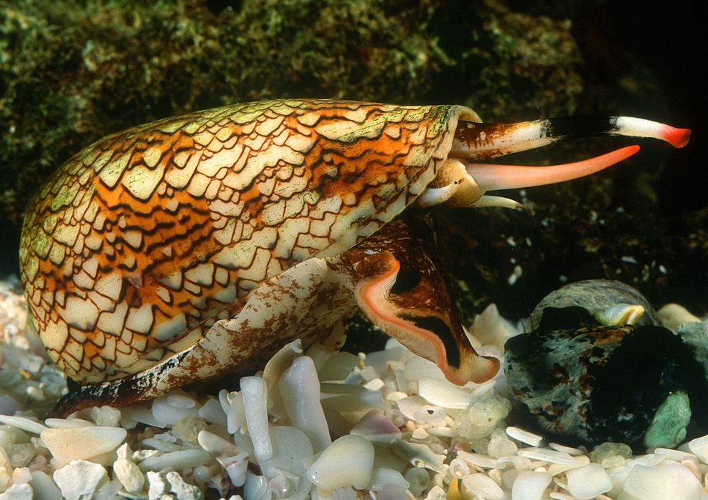 Foto: Los caracoles cono son uno de los animales más venenosos de la Tierra
