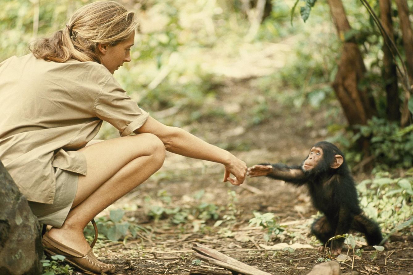 Una joven Jane Goodall contacta con una cría de chimpancé