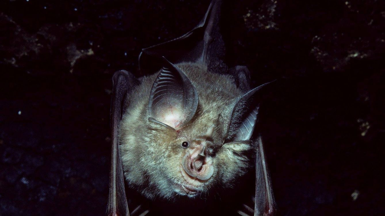Foto: Detalle de la cabeza de un murciélago de herradura. (Domingo Trujillo)