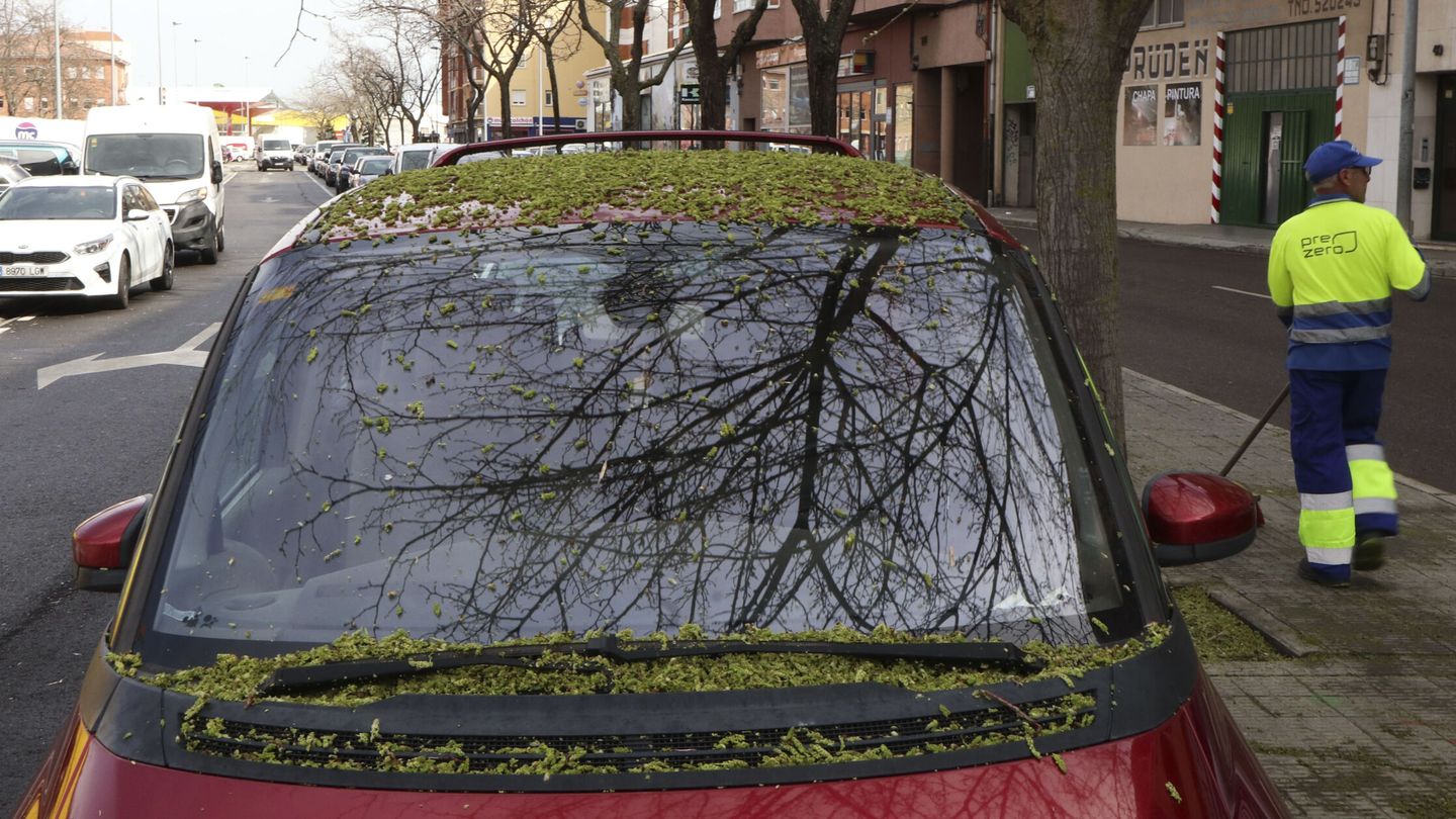 Árboles junto a un coche tras una tormenta. (EFE)