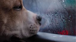 Los expertos coinciden: la lluvia puede hacer que algunos perros reduzcan su actividad y se muestren más tensos