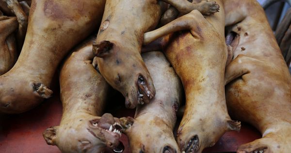 Foto: Un comerciante vende carne de perro en la coudad china de Yulin. (Efe) 