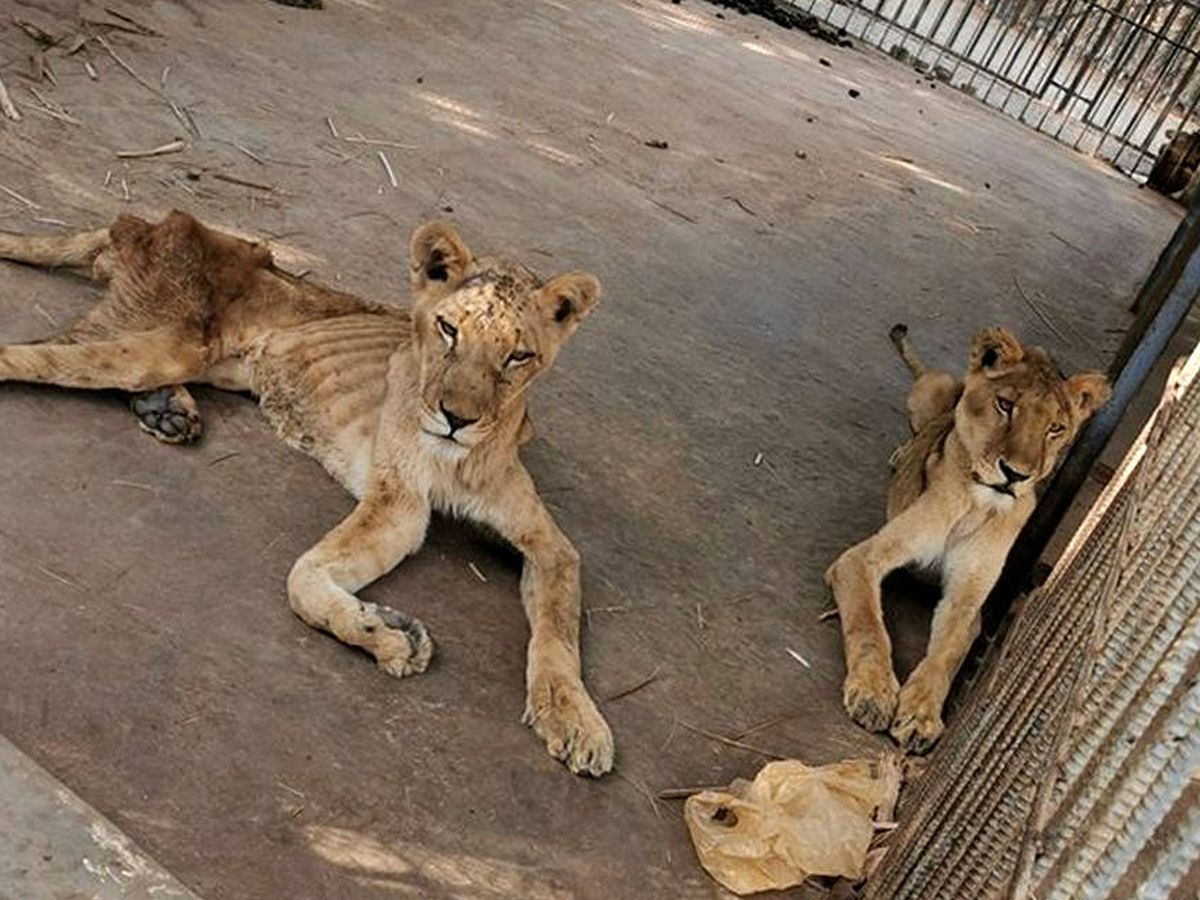 Foto: Las imágenes de los leones son dantescas: están, literalmente, en los huesos (Foto: Facebook)
