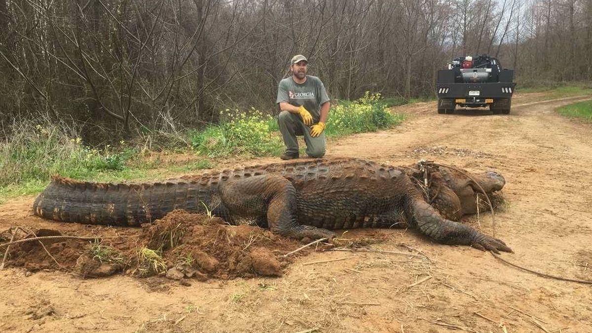 "No es un engaño": el espectacular caimán de 4 metros y 400 kilos cazado en EEUU