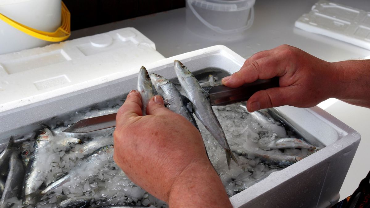 El 78% de varios tipos de pescados del Cantábrico tienen microplásticos