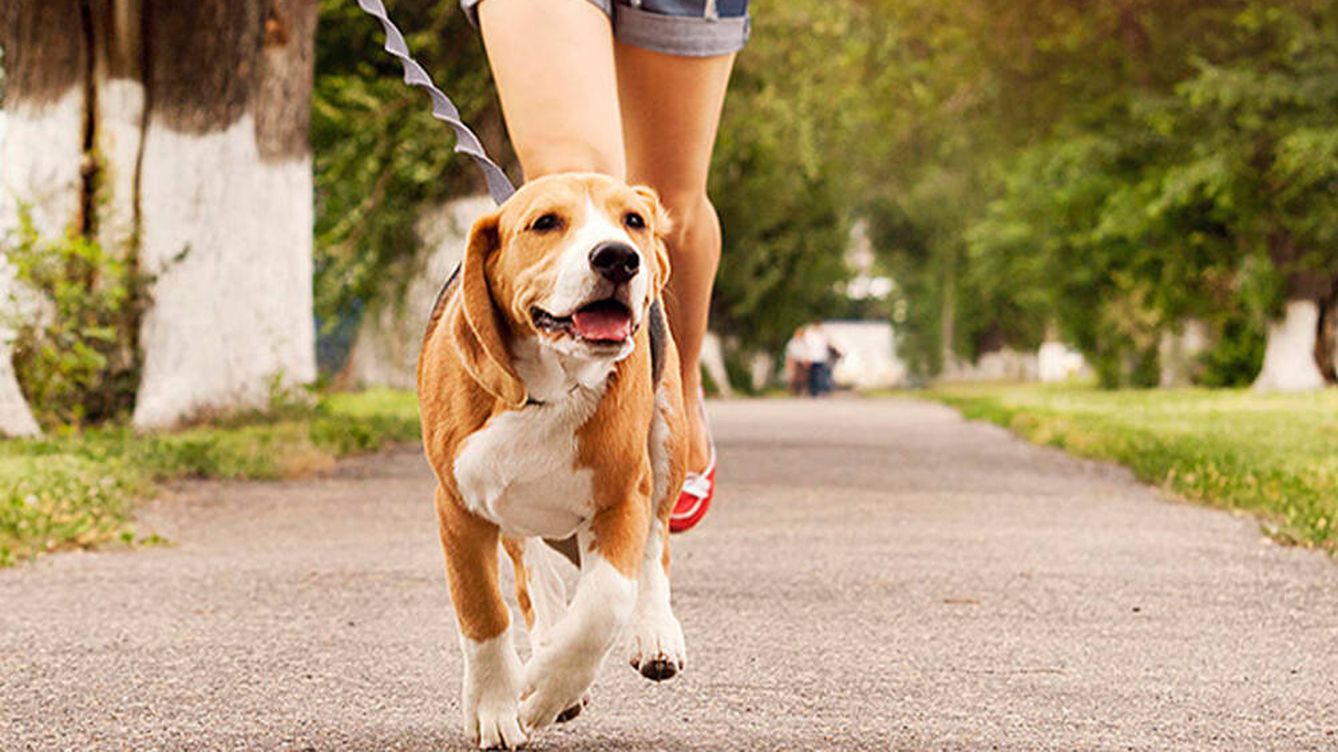 ¿Cuál es el mejor momento del día para sacar a pasear a tu perro?