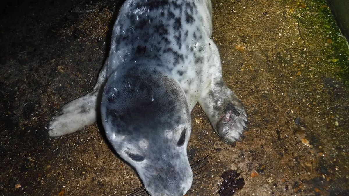 Una cría de foca herida muere asustada por los humanos: querían hacerse un selfie
