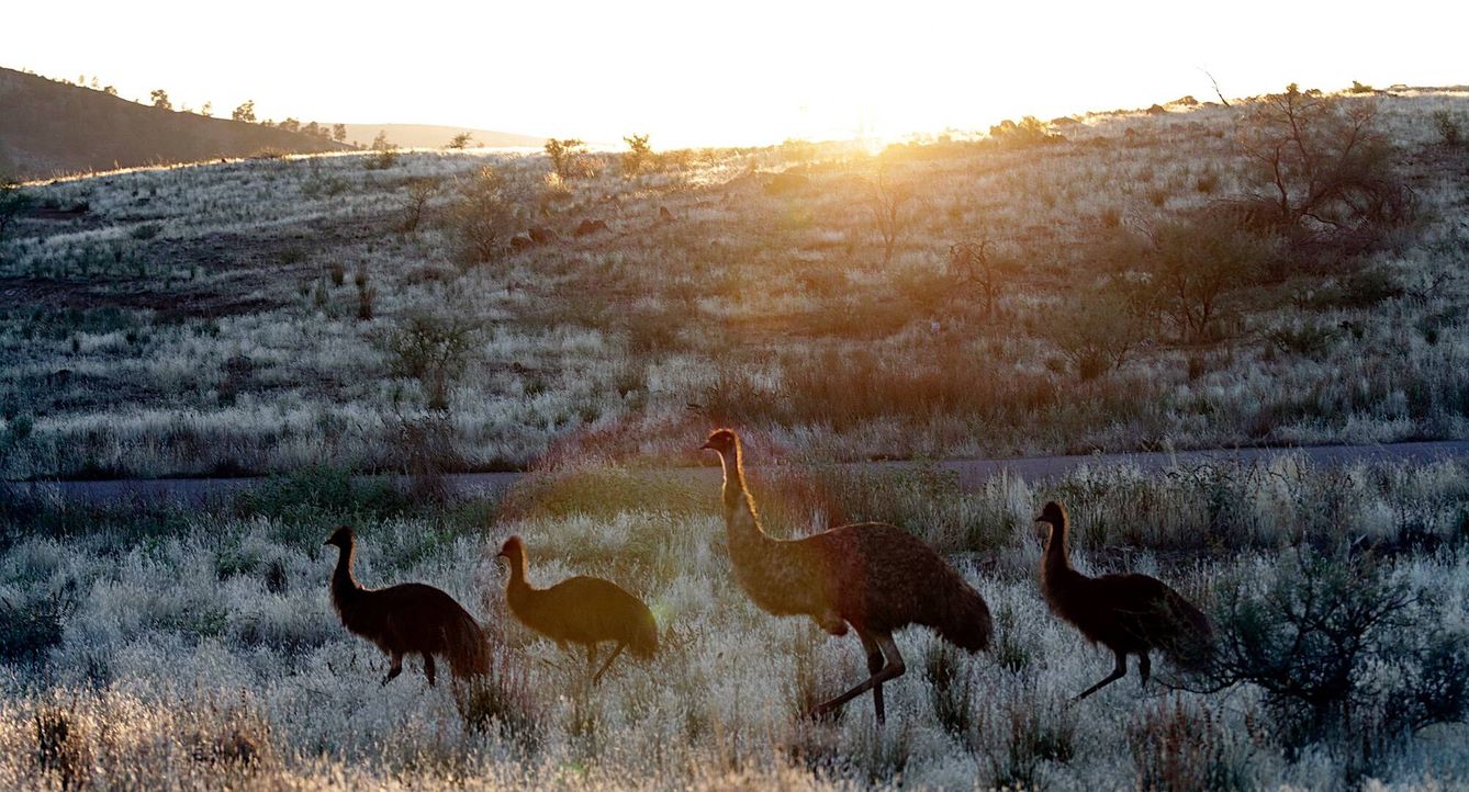 Grupo de emúes en su hábitat natural. (Andoni Canela)