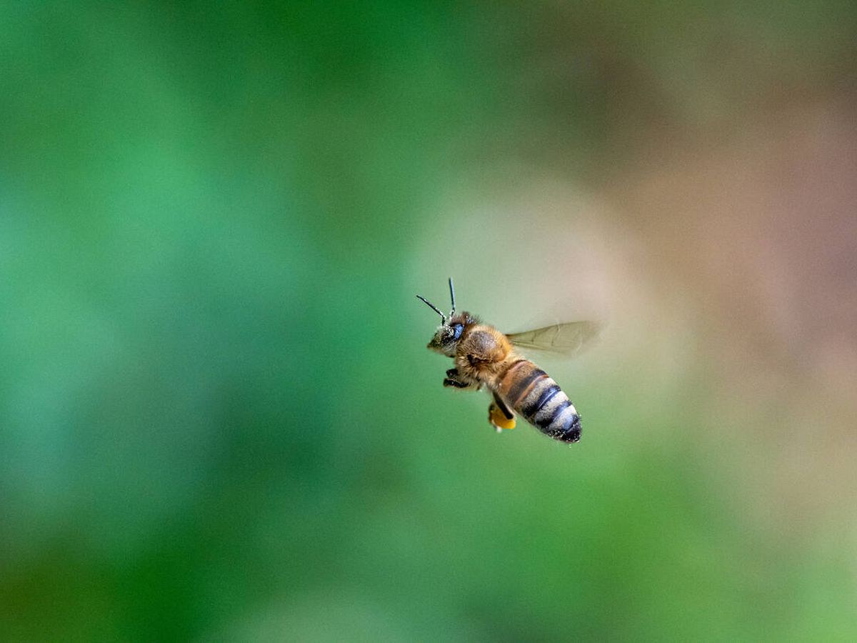Foto: Así es una abeja común. Fuente: iStock.