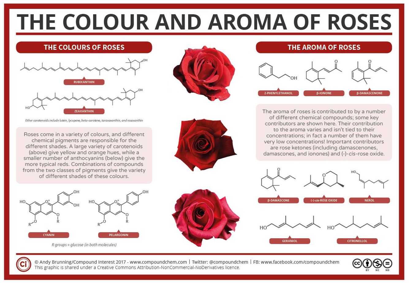 El color y el aroma de las rosas (Andy Brunning/Compound Interest)