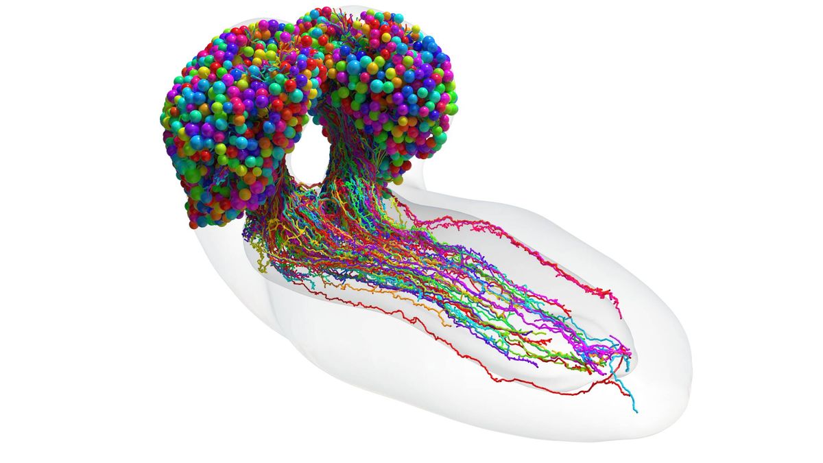 Este es el primer mapa de todas las conexiones neuronales: así funciona un cerebro complejo