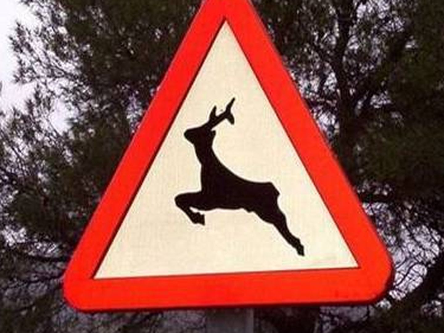 Señal fija de alerta por fauna junto a la carretera