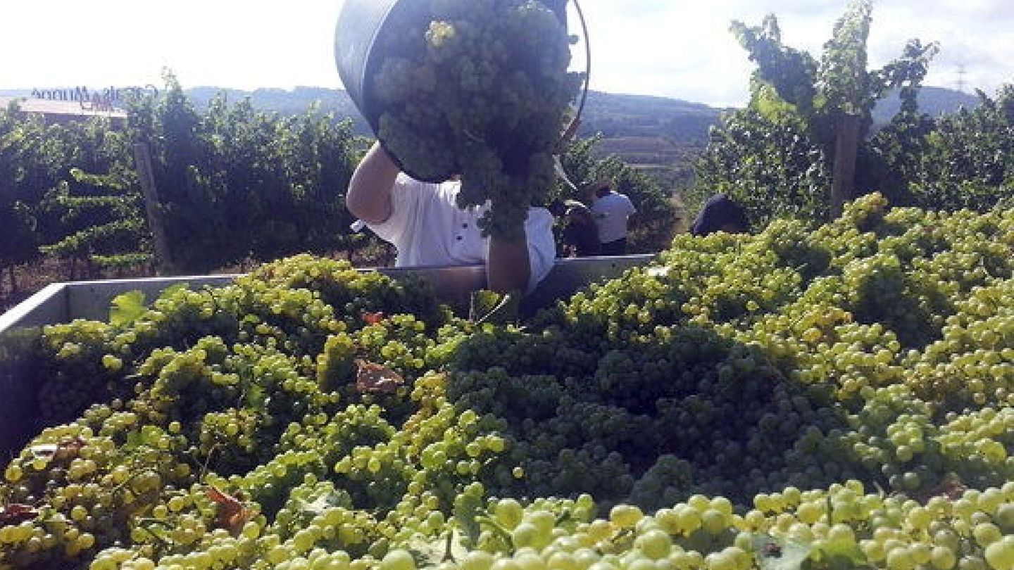 La uva para hacer vino base de cava tiene más del doble de valor que otras variedades. (EFE)