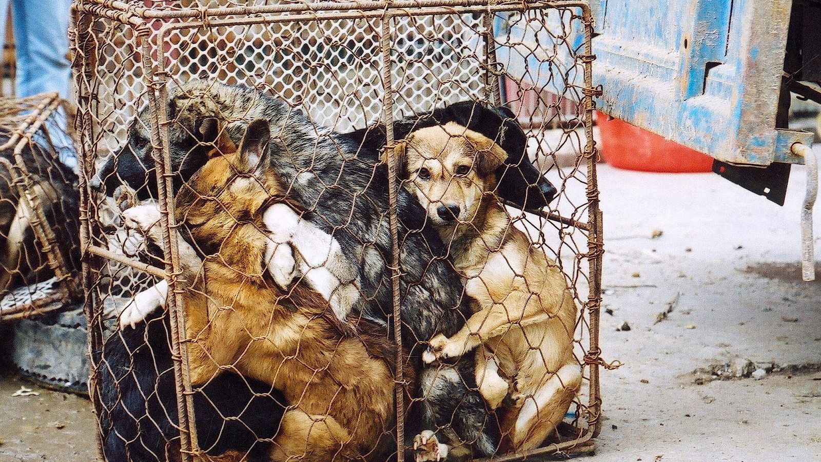 La capital de Vietnam intenta que sus habitantes de comer carne de perro