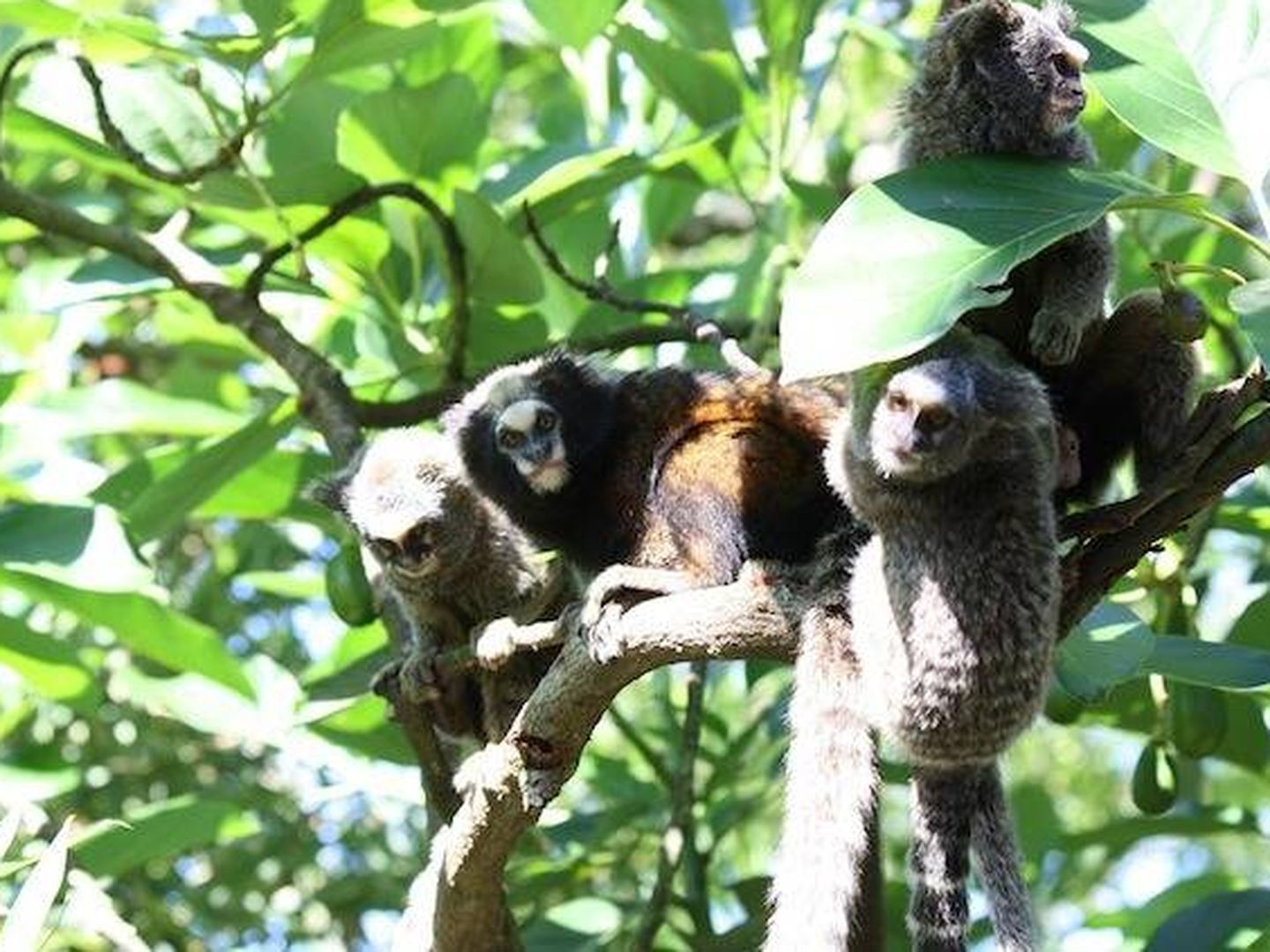 Un Mono Con Cara De Tristeza De Sudáfrica Esta Especie De Primate Se Llama  Chlorocebus Y Es De La Familia De Monos Del Viejo Mundo También Se Les  Llama Mono Verde Africano