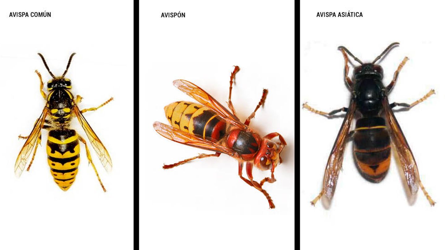 Las tres principales especies de avispas en España, comparadas