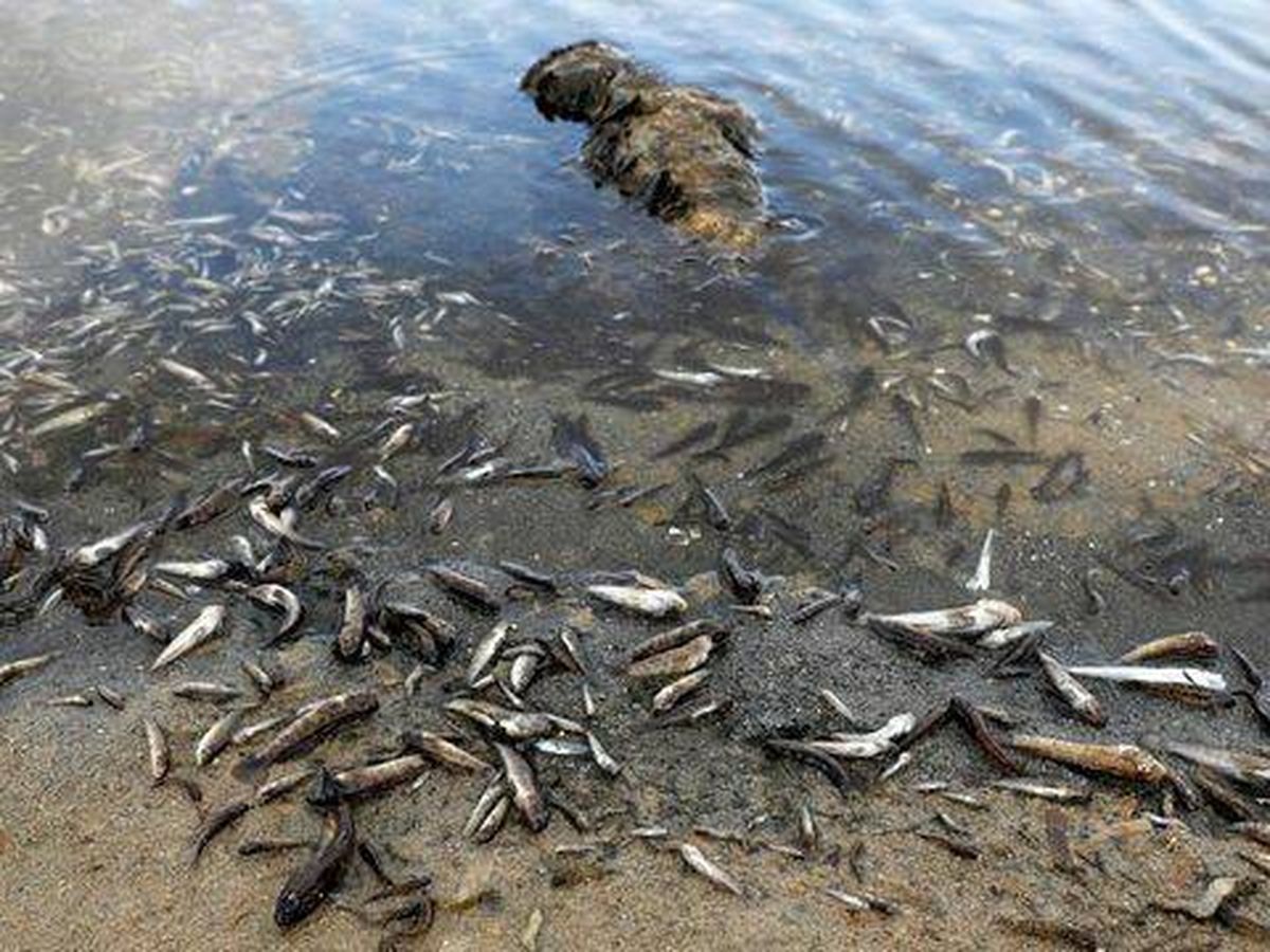Foto: Peces muertos cubren las orillas del Mar Menor. (Reuters)