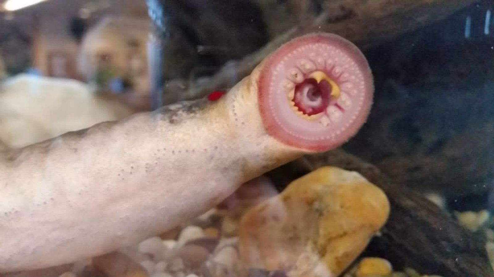 Foto: Un ejemplar de lamprea o 'pez vampiro' (Facebook/Alaska Department of Fish and Game)
