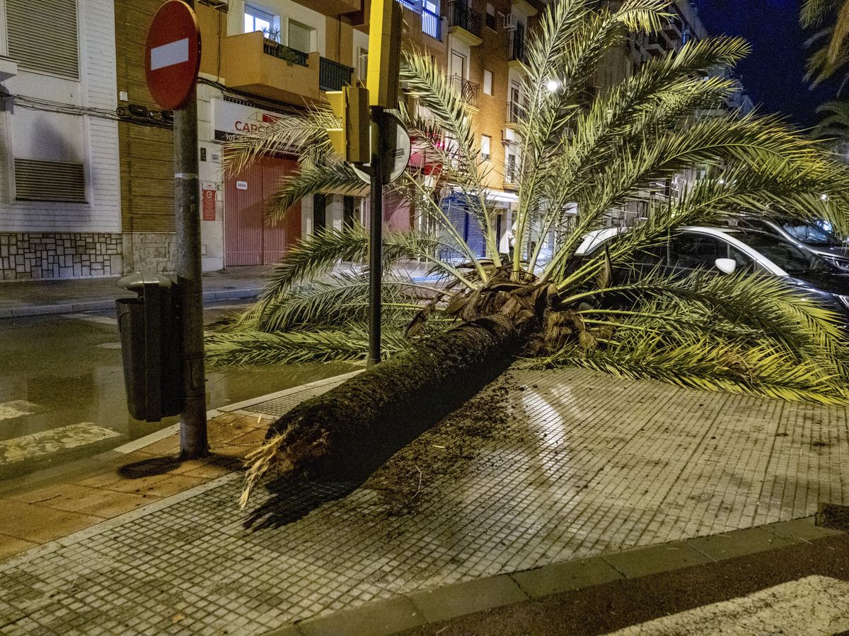 Foto: Huelva ha registrado numerosas incidencias por la caída de árboles. (EFE/Julián Pérez)