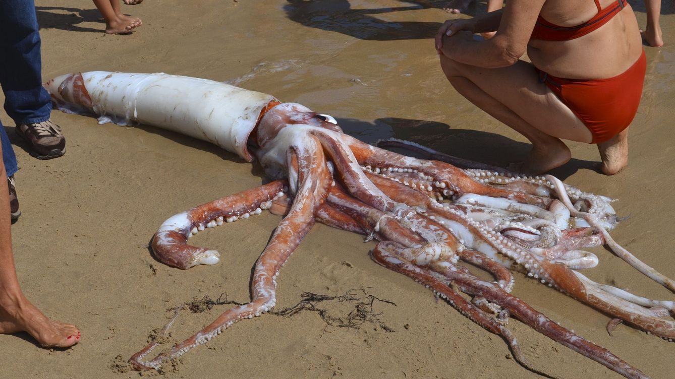 Foto: Un calamar gigante muerto en una playa de llanes