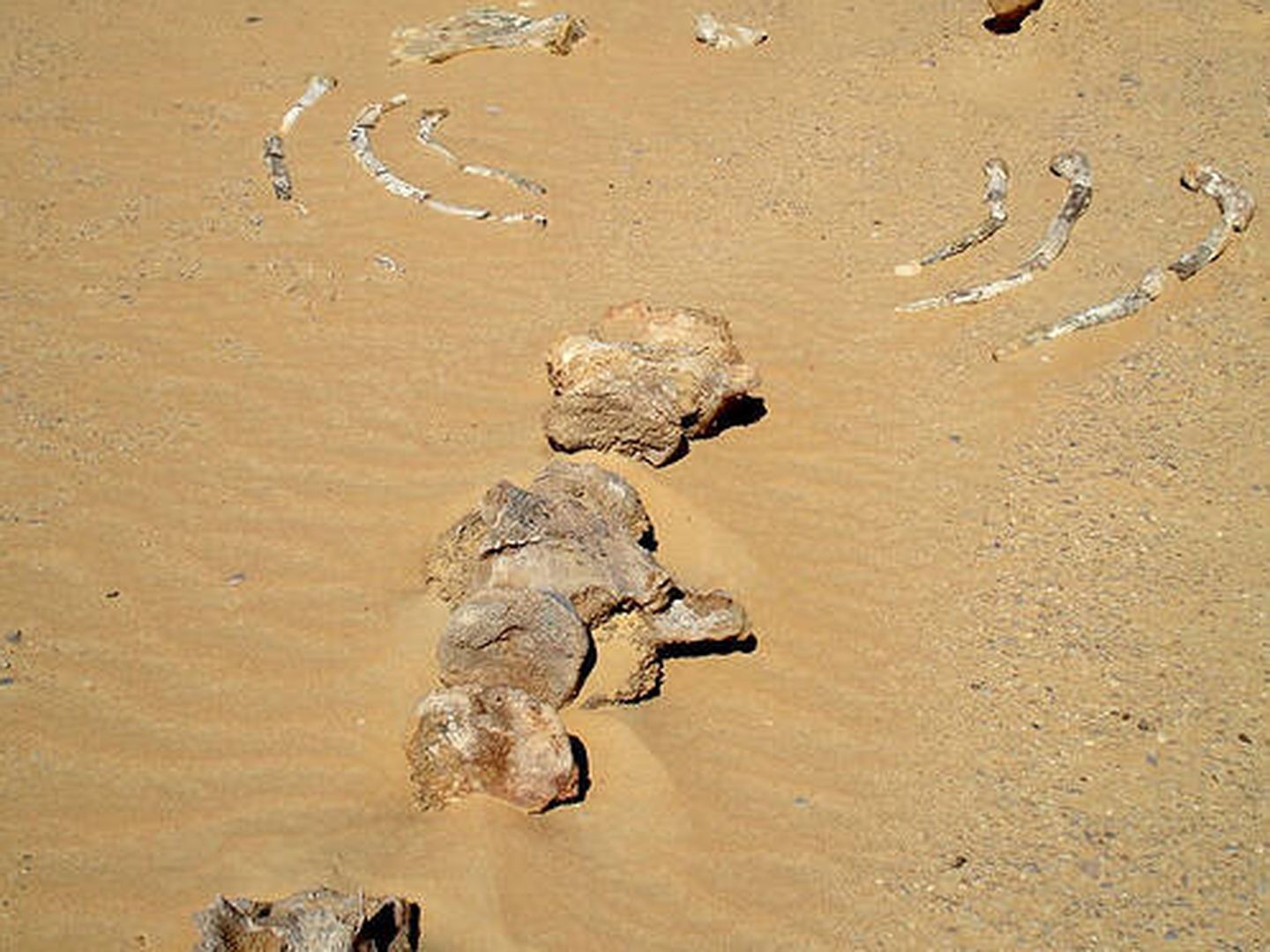 Costillas y vértebras de Basilosaurio en la región de Wadi Al-Hitan, en el Sáhara egipcio.