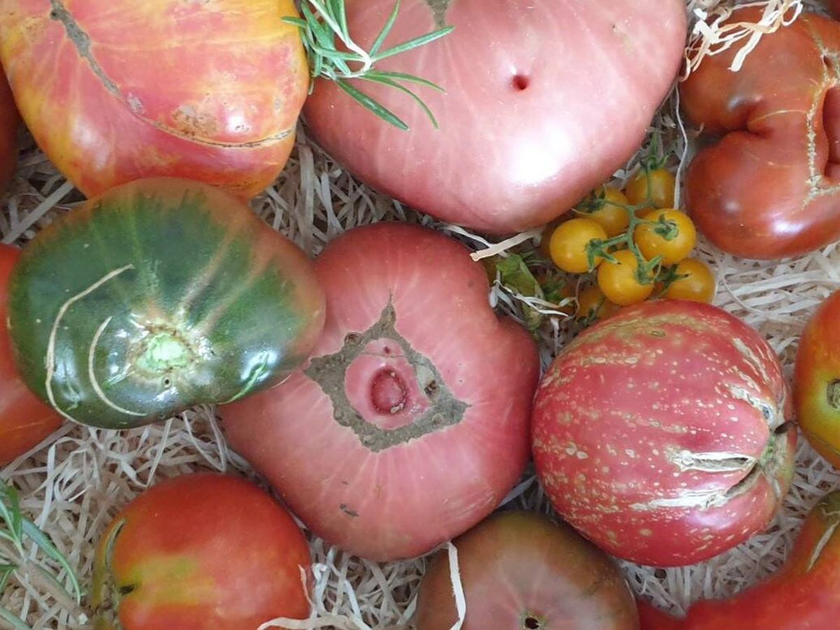 Foto: Tomates de cultivo tradicional. (Á. Gómez)