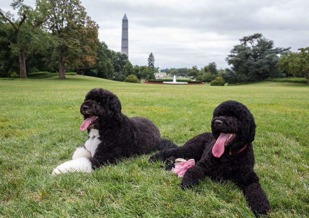 Foto: Imagen de Bo y Sunny, perros de la familia Obama (I.C.)