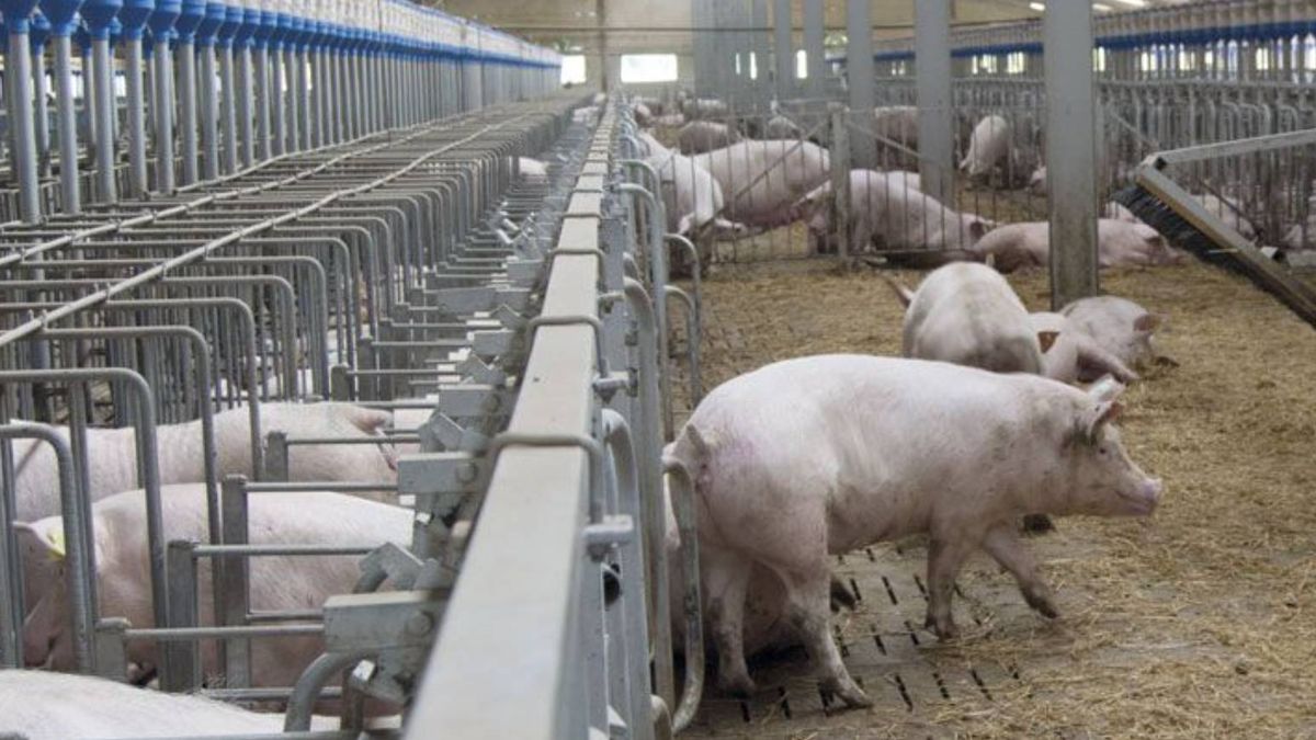 Revuelta en la España vacía por la burbuja de macrogranjas de cerdos con rumbo a China