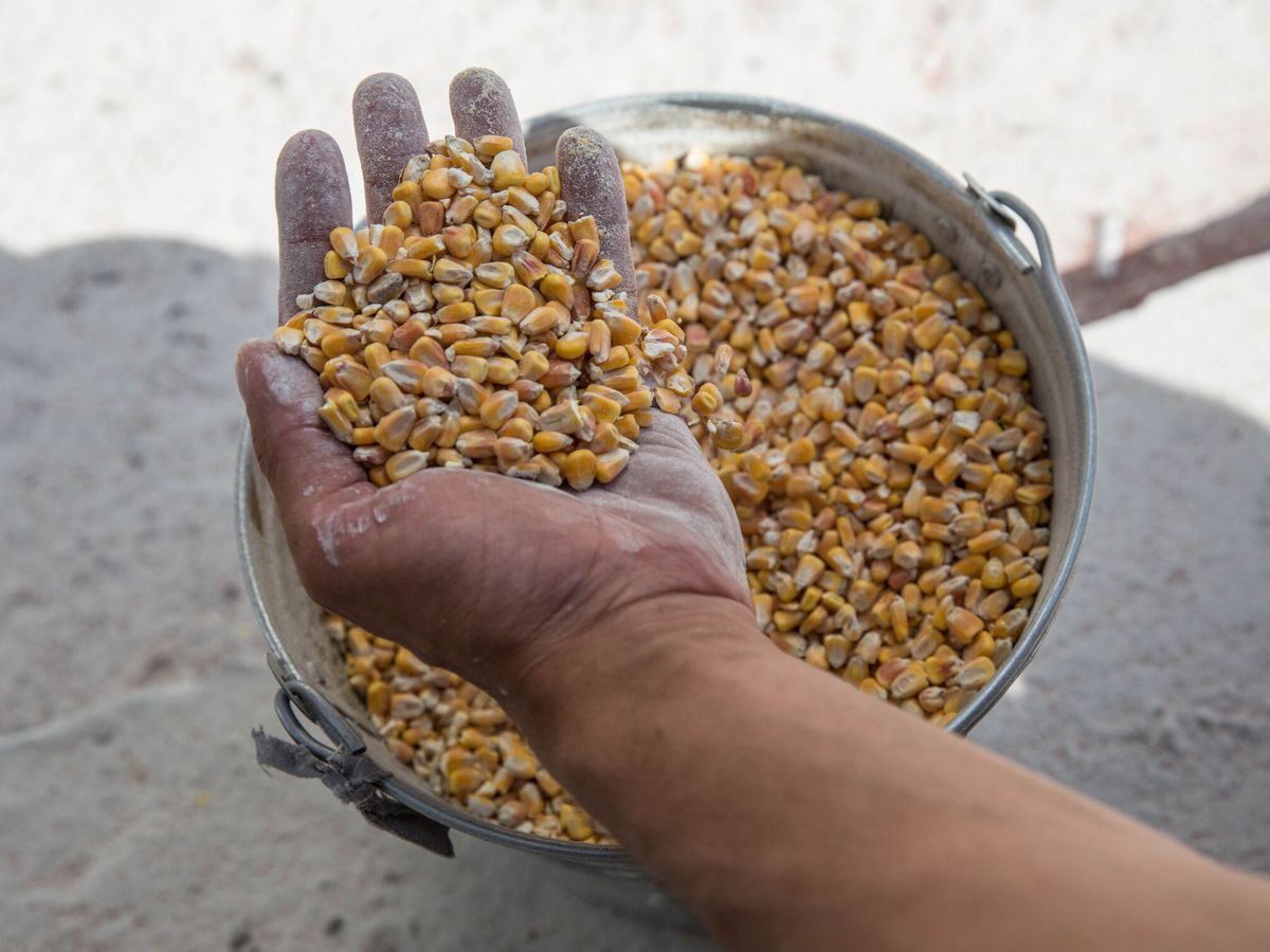Foto: Granos de maíz. (EFE/Esteban Biba) 