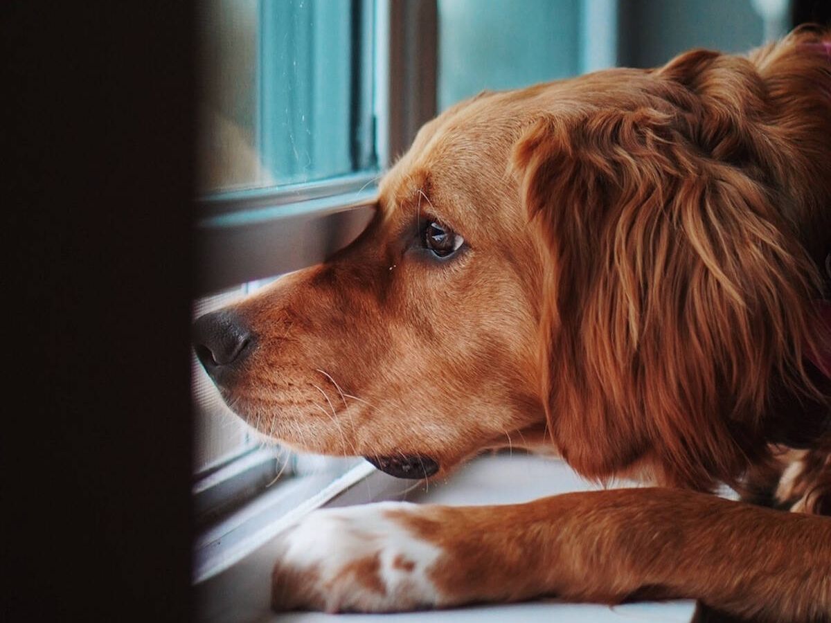 Foto: Nueva ley animal: este es el tiempo máximo permitido que puedes dejar a tu perro en casa si no quieres ser multado (wirestock para Freepik)