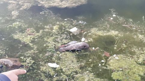 Alarma en Carabanchel: vuelven a aparecer patos muertos en el Parque de las Cruces