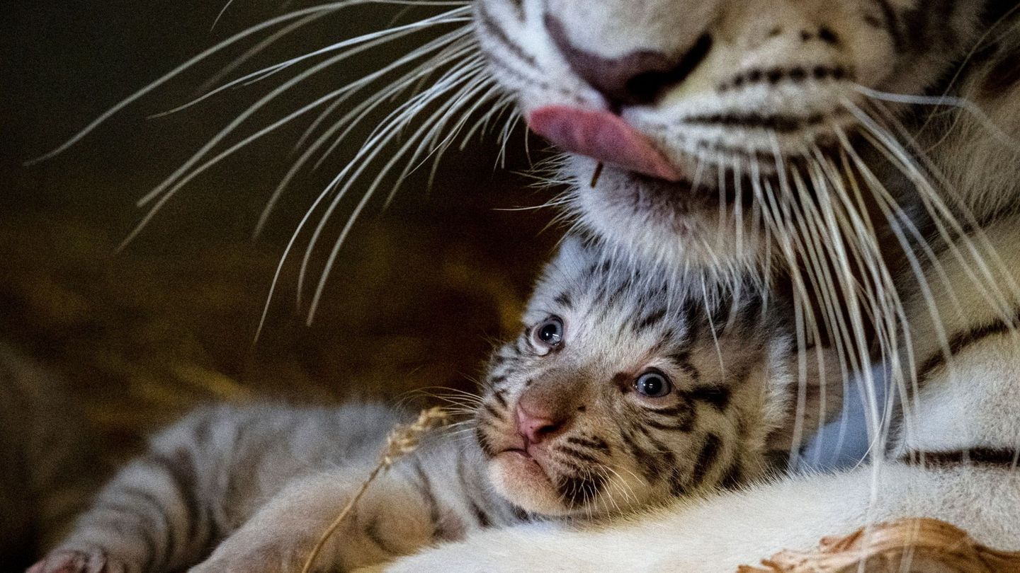 Una tigresa de Bengala cuida de su cría recién nacida, este jueves, en el zoo Blanco de Kerhof (Austria). (EFE)